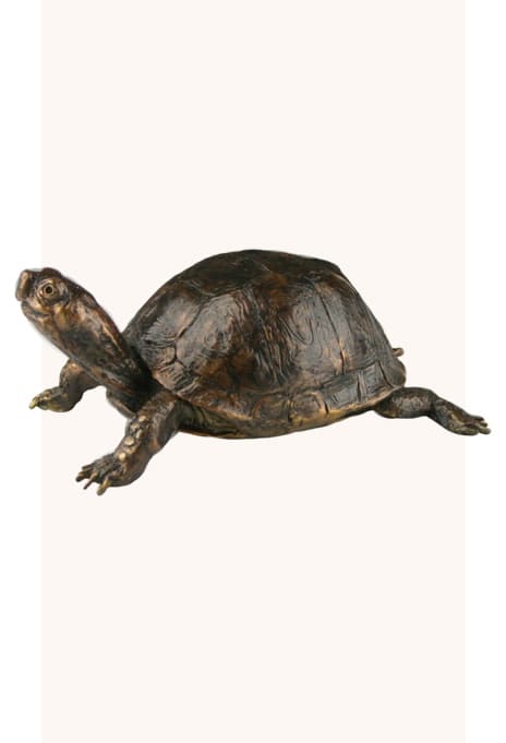 Eastern Box Turtle